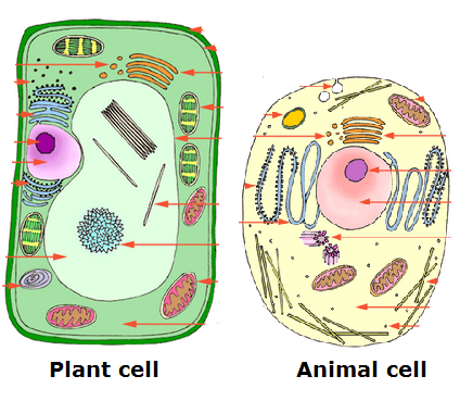 14  Cell Structure   Biology Notes For Igcse 2014