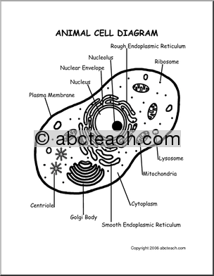     Animal Cell Diagram Animal Cell Model Diagram Project Parts Structure