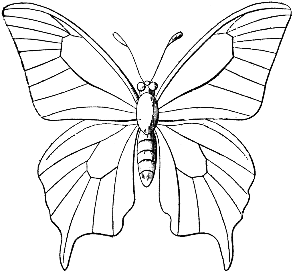 Butterfly Outline   Clipart Etc
