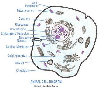 How To Make An Animal Cell Model
