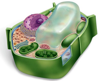 The Nucleus Of The Cell And Related Organelles