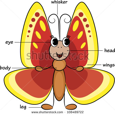 Vocabulary Of Body Parts  Vector Illustration    Stock Vector