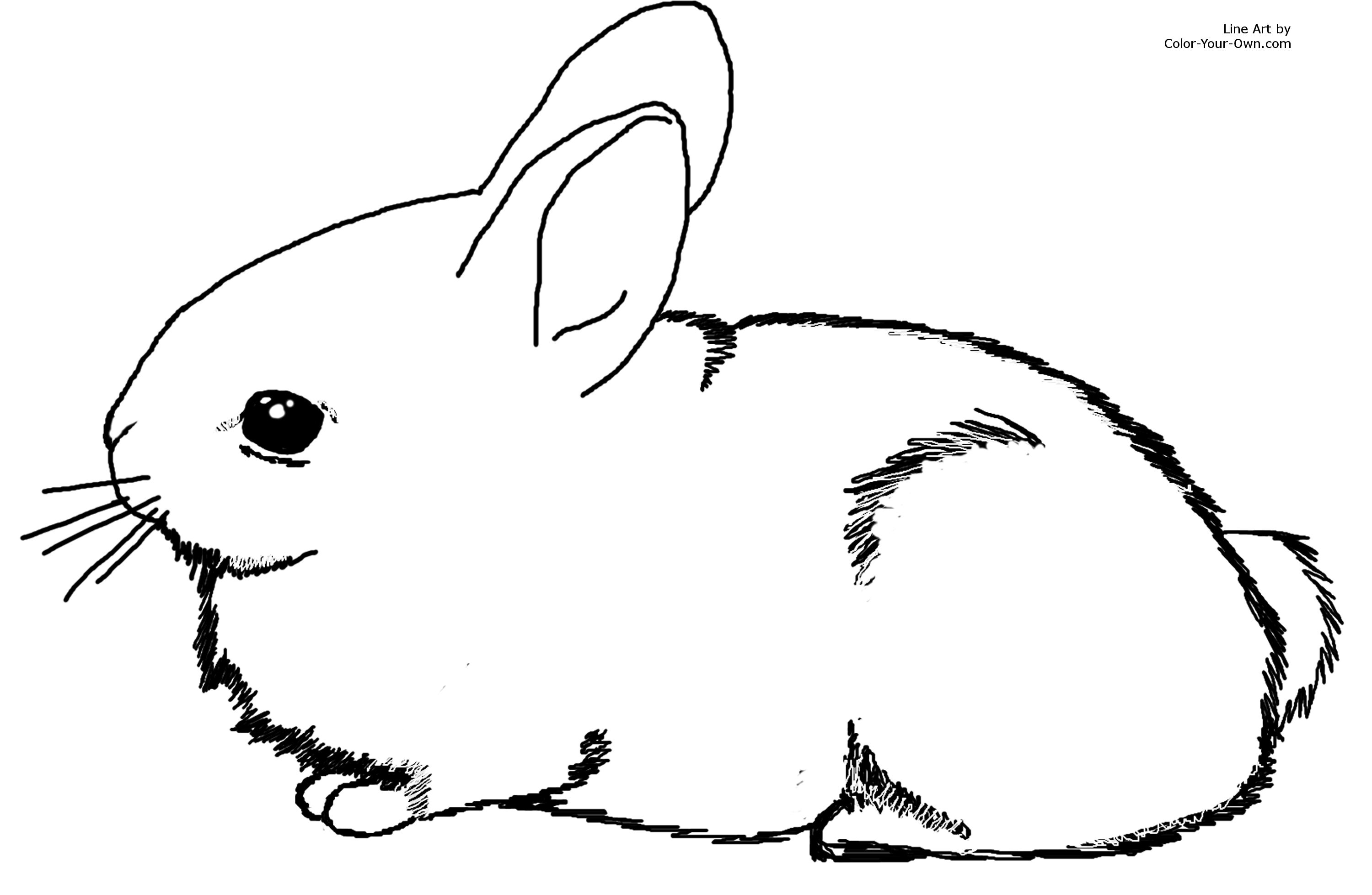 10 Rabbit Coloring Pages   Printable And Colors