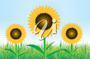 Clip Art Illustration Of Sunflowers In A Field