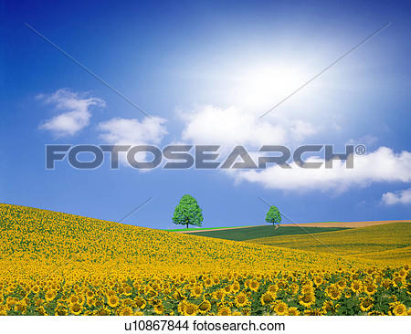 Drawing   View Of Sunflower Field  Fotosearch   Search Clip Art