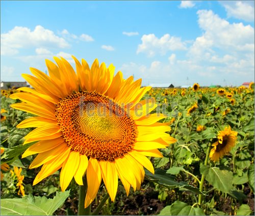 Image Of Sunflower Field  Picture To Download At Featurepics Com