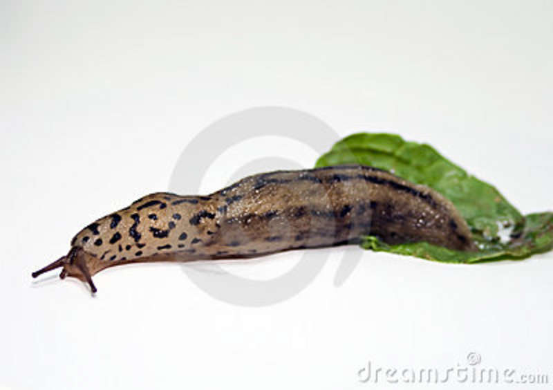 Large Slug  Gastropod Mollusk Stock Photos   Image  5846563