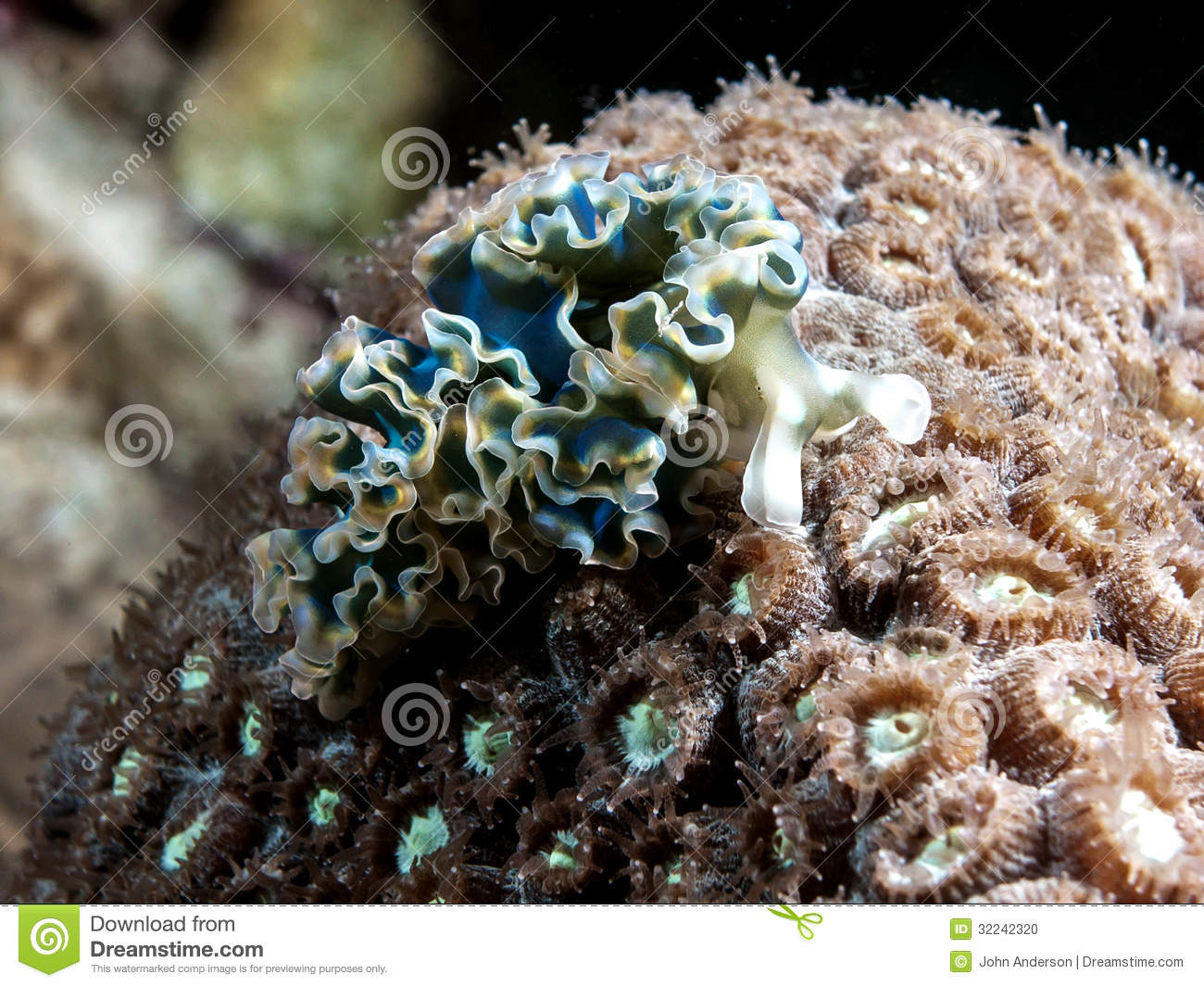 Slug Is A Large And Colorful Species Of Sea Slug A Marine Gastropod