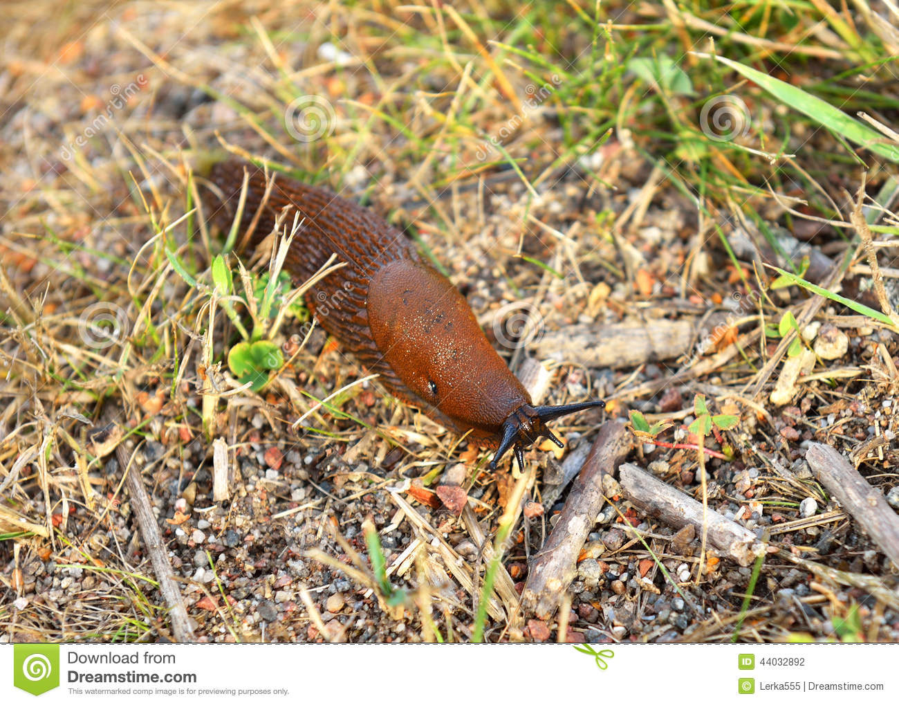 Slug Is Common Name For Apparently Shell Less Terrestrial Gastropod