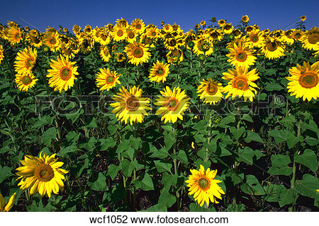 Stock Photo Of Field Of Sunflowers  Wcf1052   Search Stock Photography