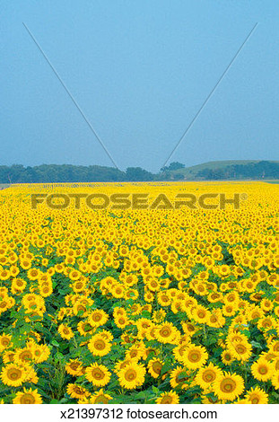 Stock Photo   Sunflowers In A Field Kansas Usa  Fotosearch   Search