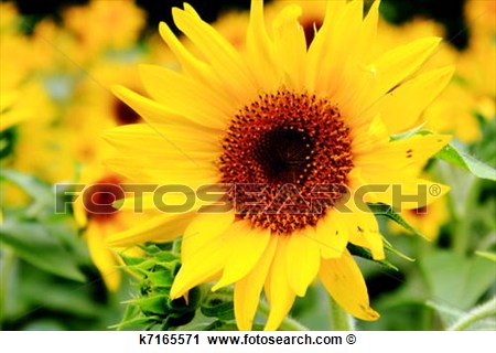 Stock Photography   Yellow Sunflower Field  Fotosearch   Search Stock