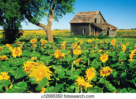 Sunflower Field Old House Beausejour Manitoba Canada  View Large