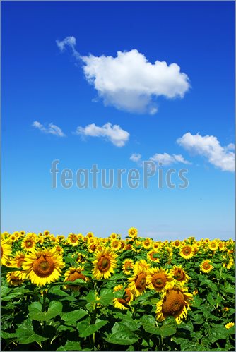 Sunflower Field Picture  Image To Download At Featurepics Com