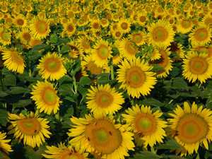 Sunflowers Clip Art Images Sunflowers Stock Photos   Clipart