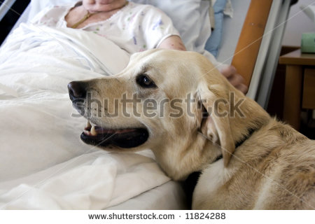 Therapy Dog Receives A Comforting Stroke From A Hospice Patient  Stock
