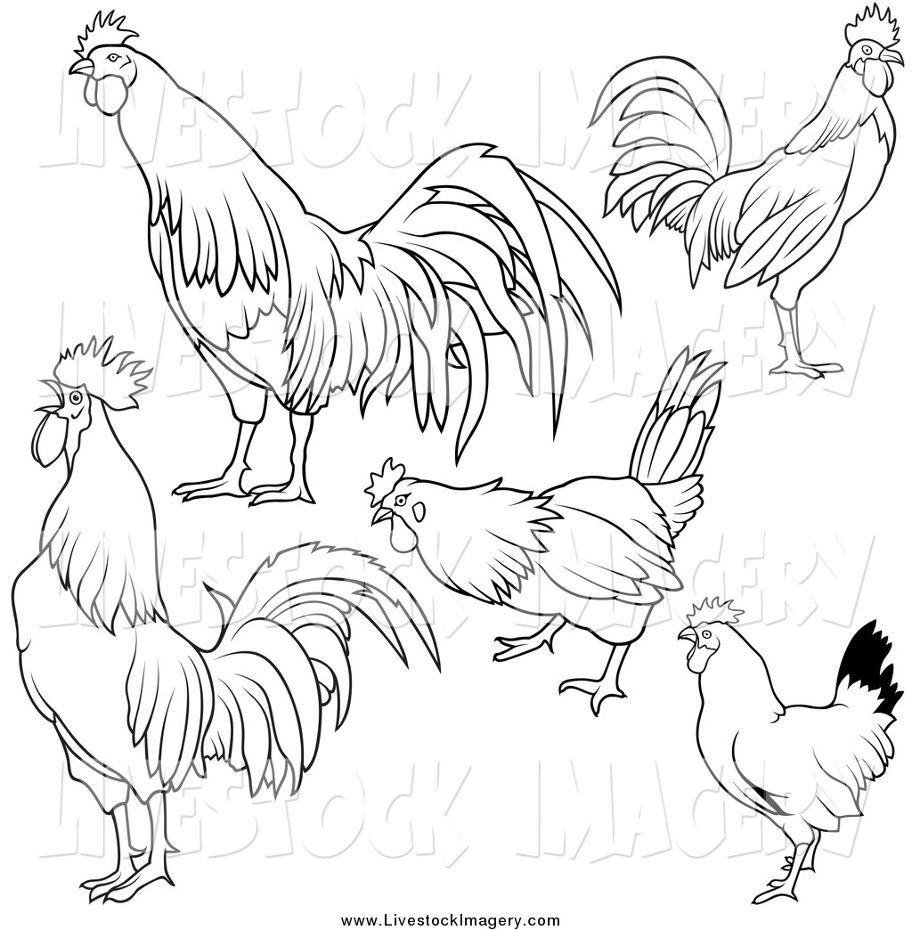 Clip Art Of Black And White Roosters By Dero    1027