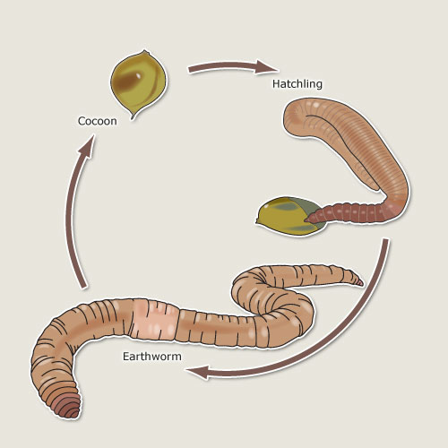 Earthworm Life Cycle   Earthworms   Te Ara Encyclopedia Of New