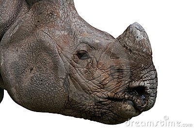 Rhino Face Royalty Free Stock Photos   Image  15869578