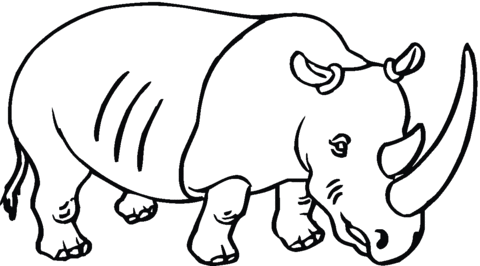 Rhinoceros 25