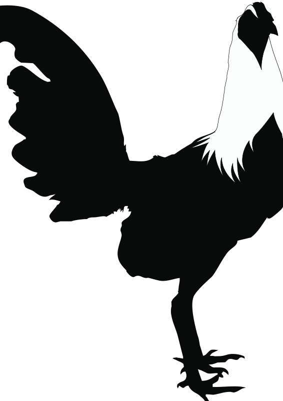 Rooster Black White