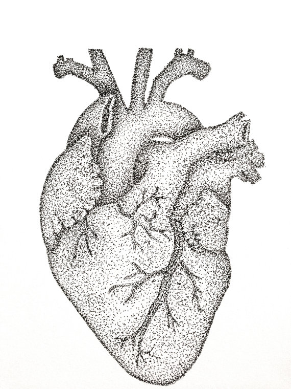 Anatomical Human Heart Original Artwork Black And White Pen Drawing