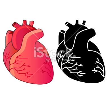 Black And White Human Heart Lungs Diagram Clipart Image