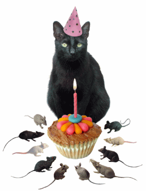 Black Cat With Rats Birthday Gif