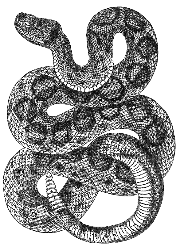 Go Back   Gallery For   Clip Art Rattle Snake