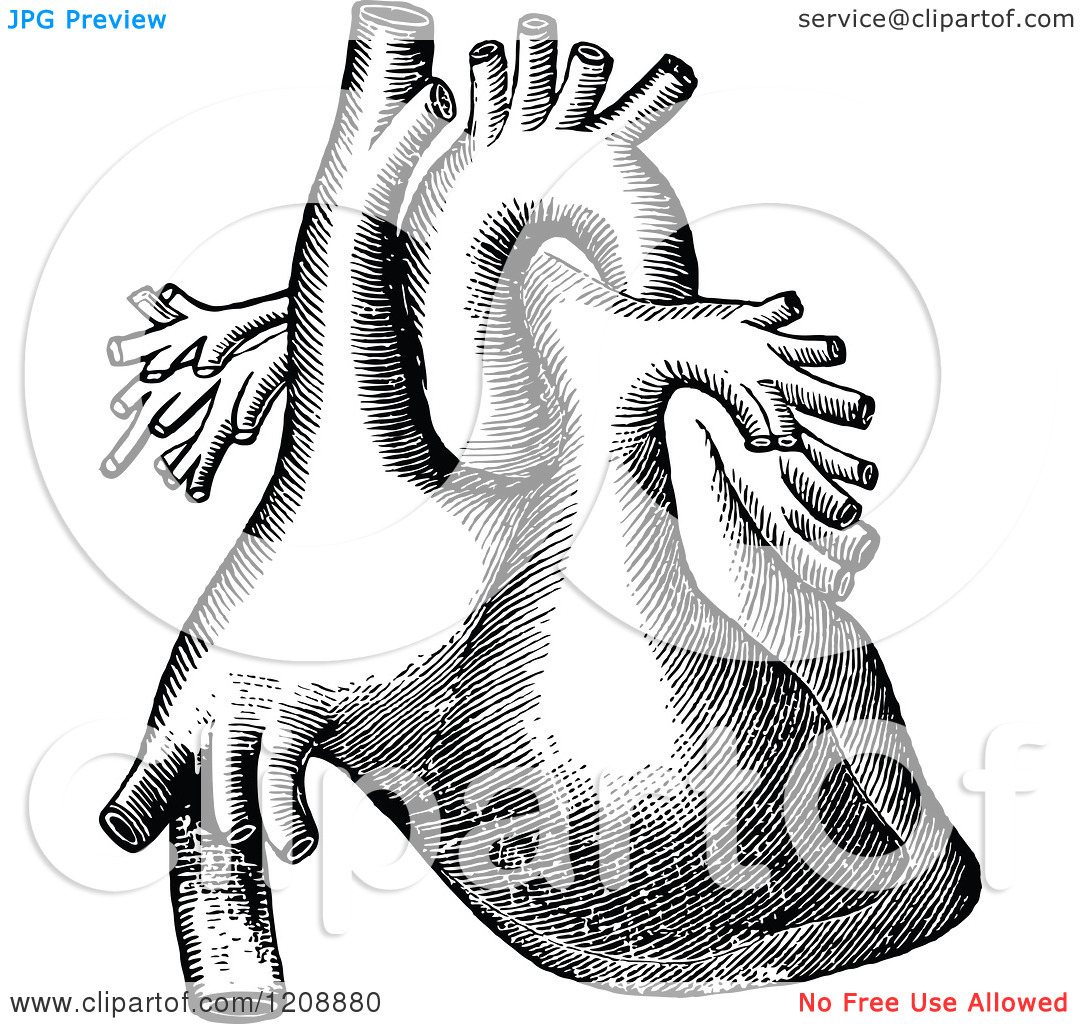 Human Heart Clipart Black And White