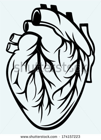 Human Heart Clipart Black And White   Hvgj