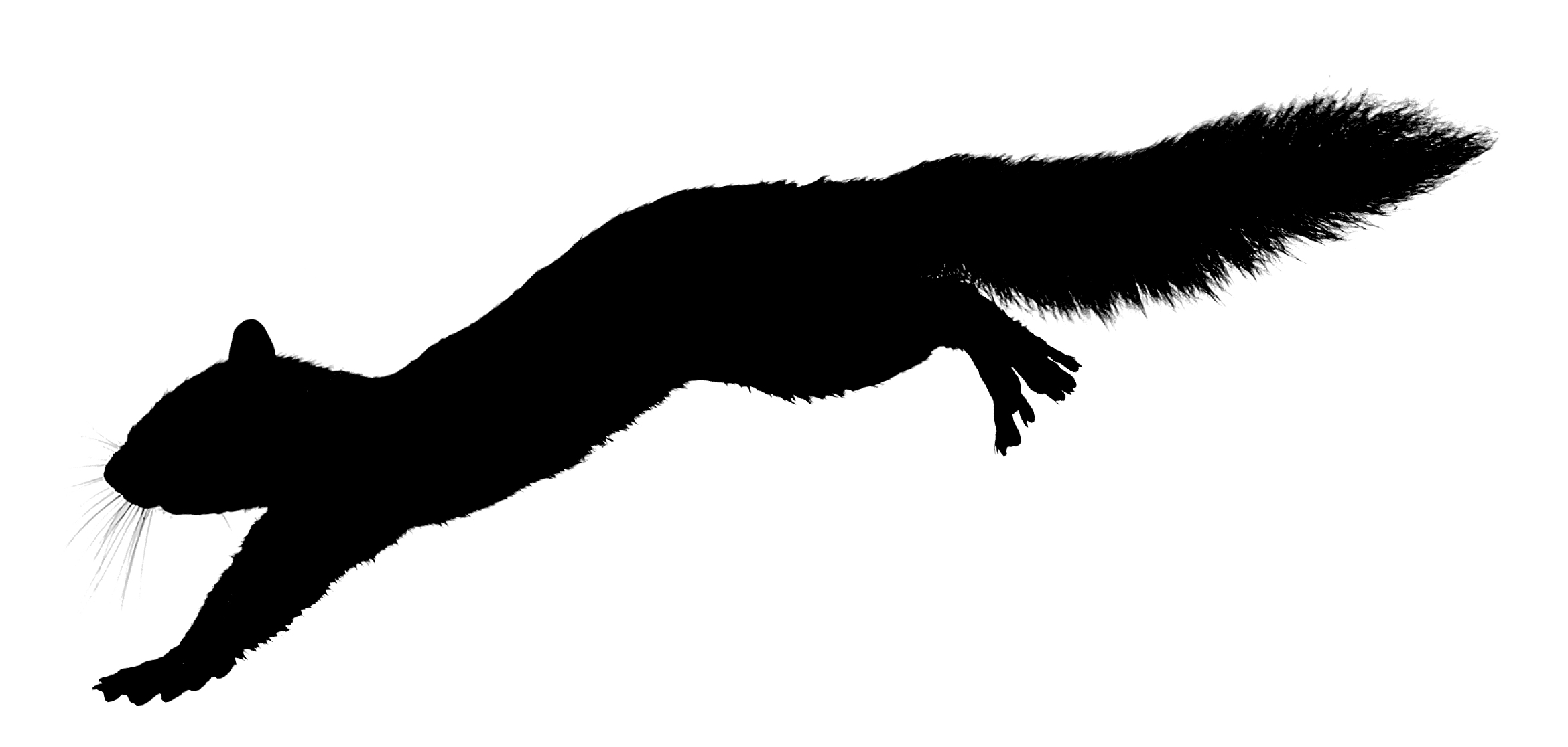 Leaping Squirrel Silhouette   Flickr   Photo Sharing