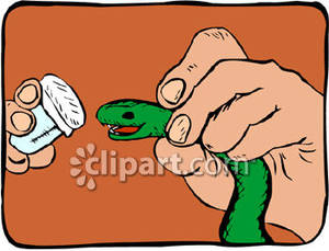 Milking A Rattlesnake For It S Venom   Royalty Free Clipart Picture