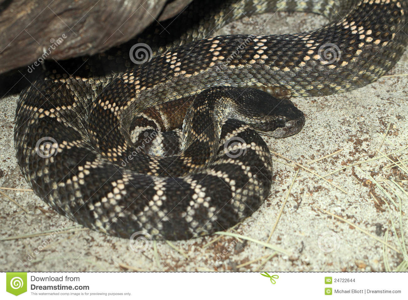 Rattle Snake Stock Images   Image  24722644