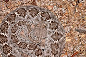 Westelijke Diamondback Rattlesnake Motieven