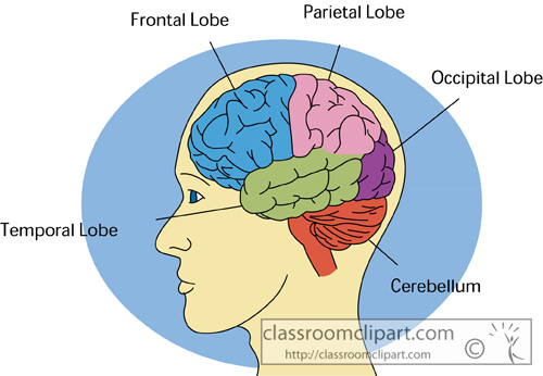Anatomy   Human Brain 2613   Classroom Clipart