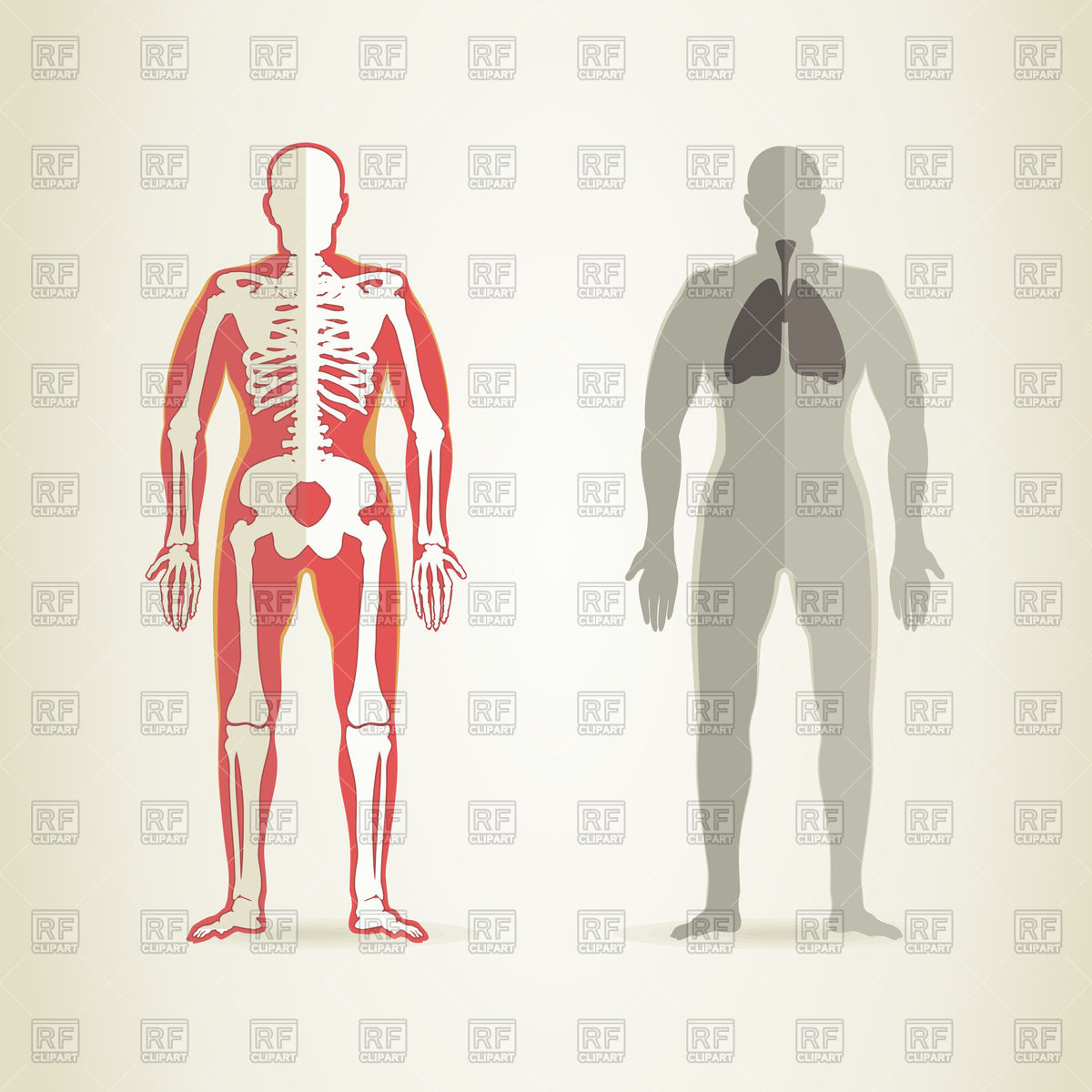 Human Anatomy And Skeleton 80965 Healthcare Medical Download