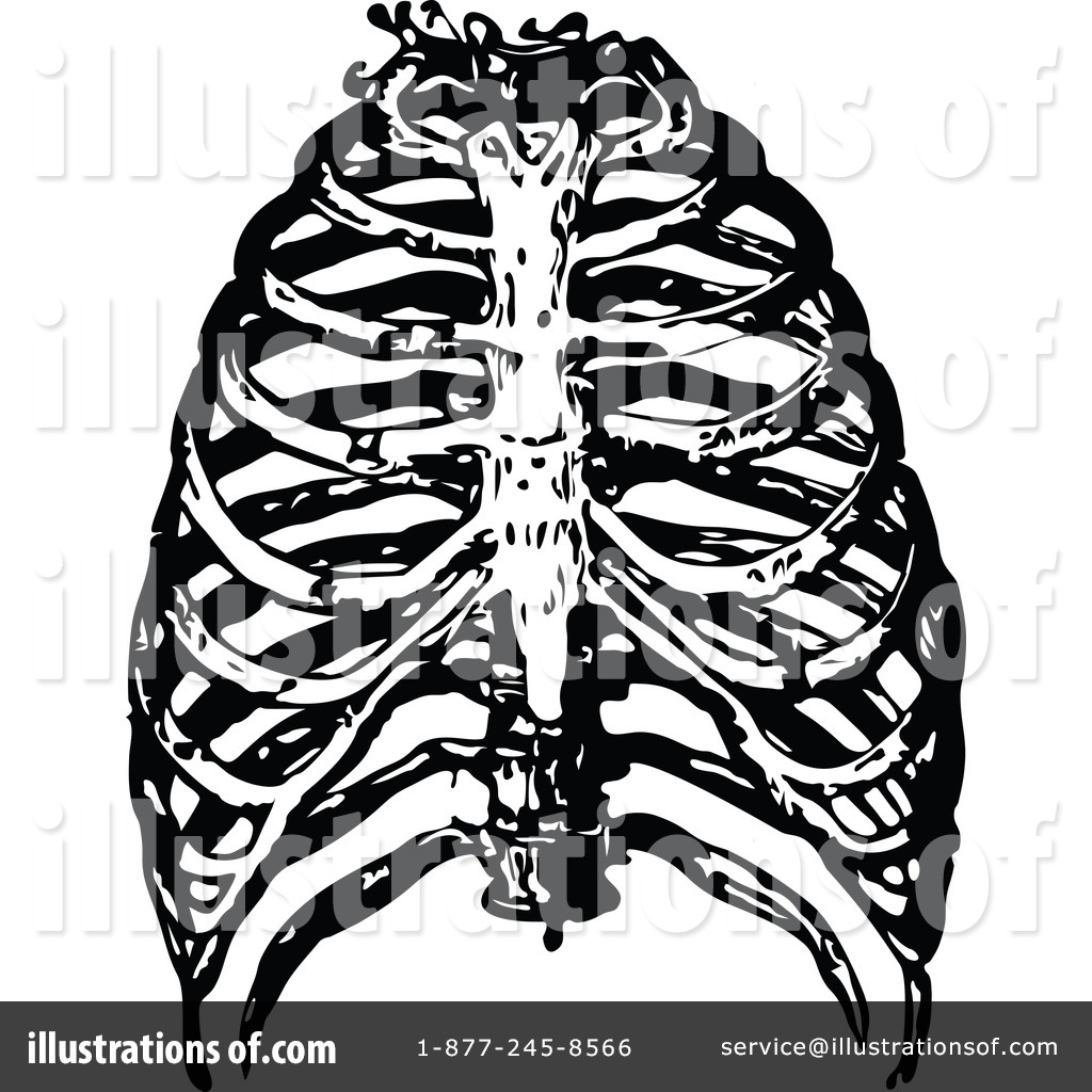 Human Anatomy Clipart  1115177 By Prawny Vintage   Royalty Free