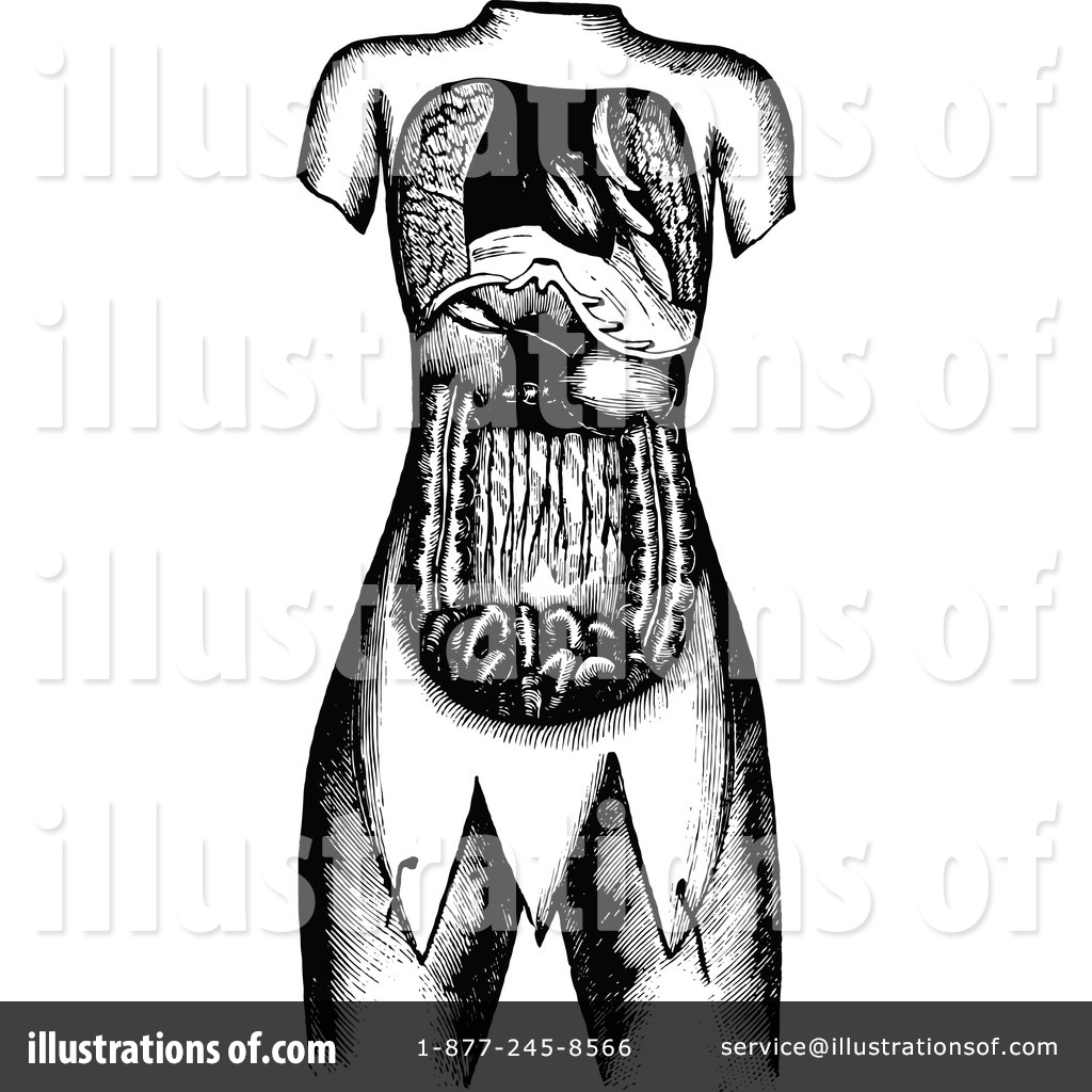 Royalty Free  Rf  Human Anatomy Clipart Illustration By Prawny Vintage