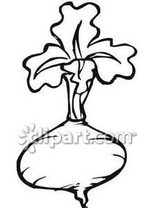 Black And White Rutabaga   Royalty Free Clipart Picture