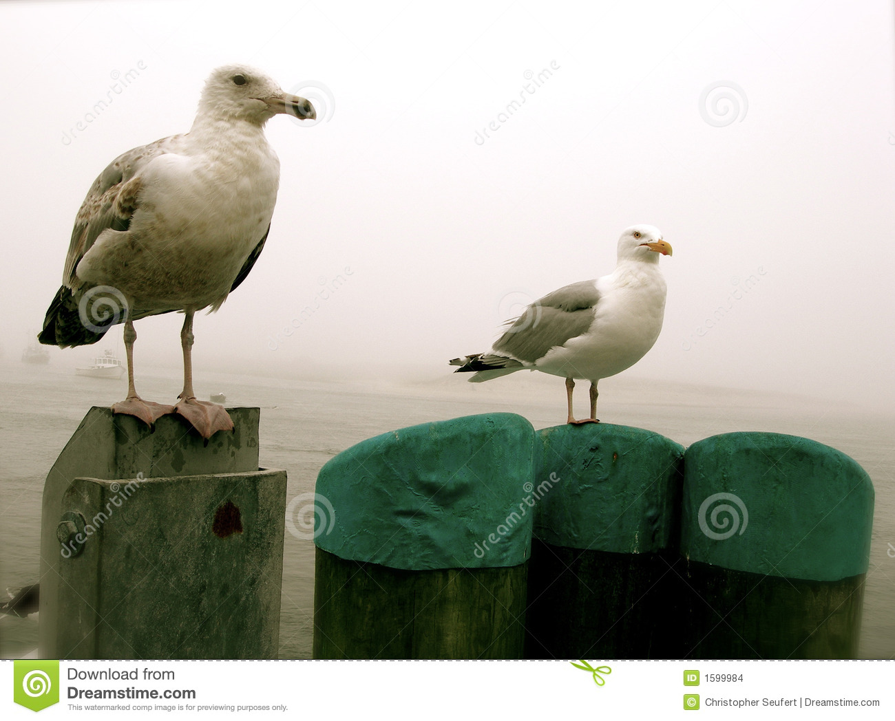 Cape Cod Seagulls Stock Images   Image  1599984