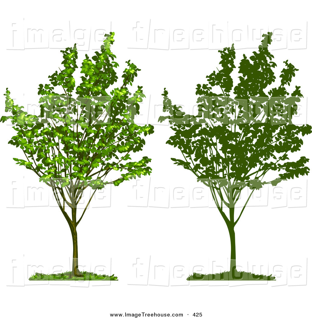 Clipart Of A Young Growing Tree With Green Foliage Also Shown In    