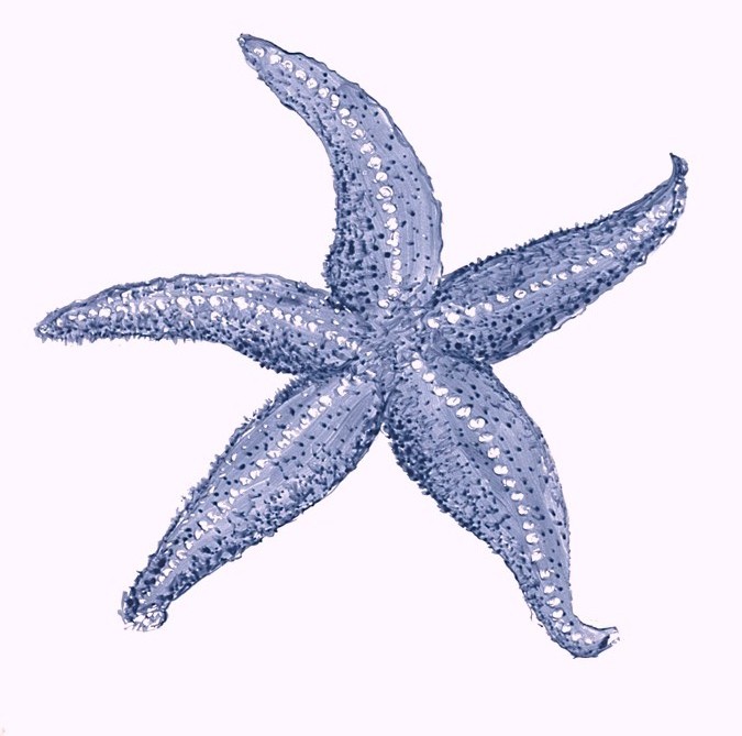 Clipart Starfish Blue   Clipart Panda   Free Clipart Images