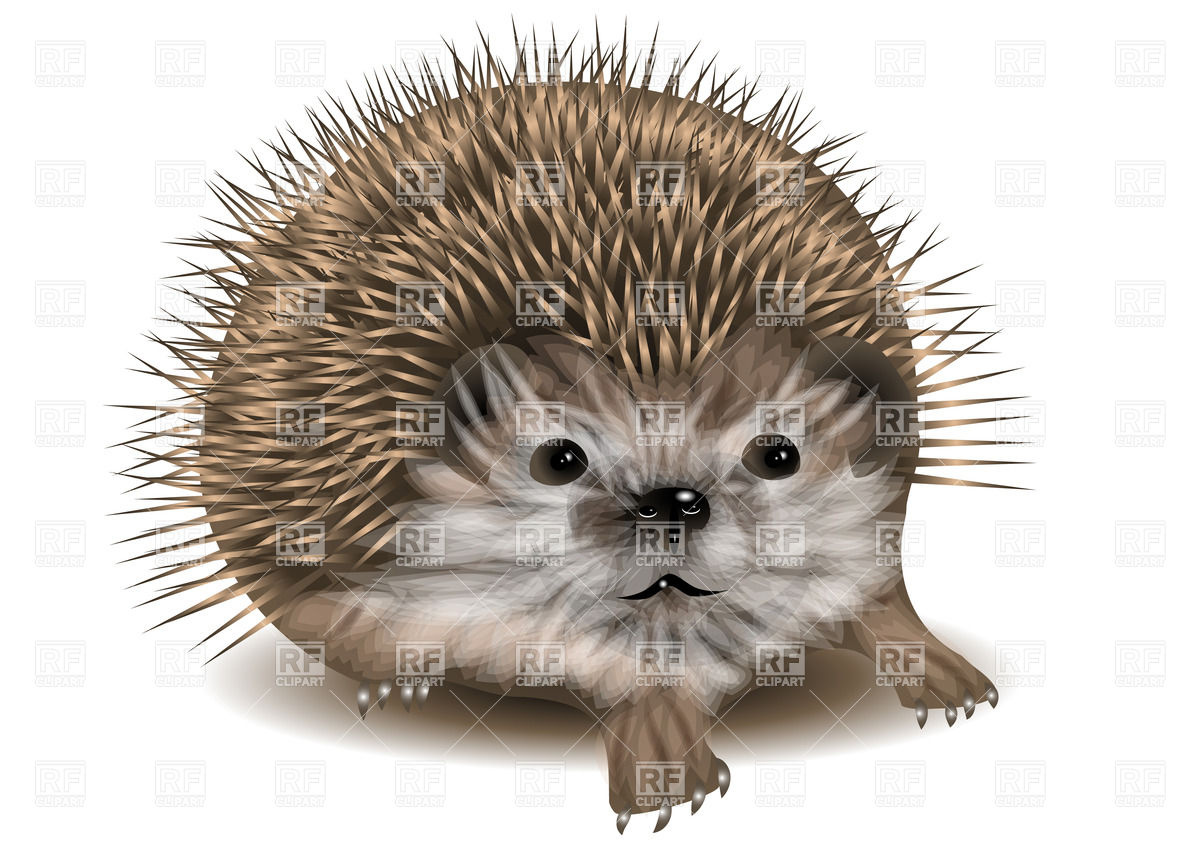 Cute Hedgehog Download Royalty Free Vector Clipart  Eps