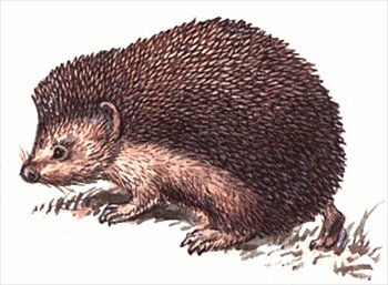 Free Daurian Hedgehog Clipart   Free Clipart Graphics Images And
