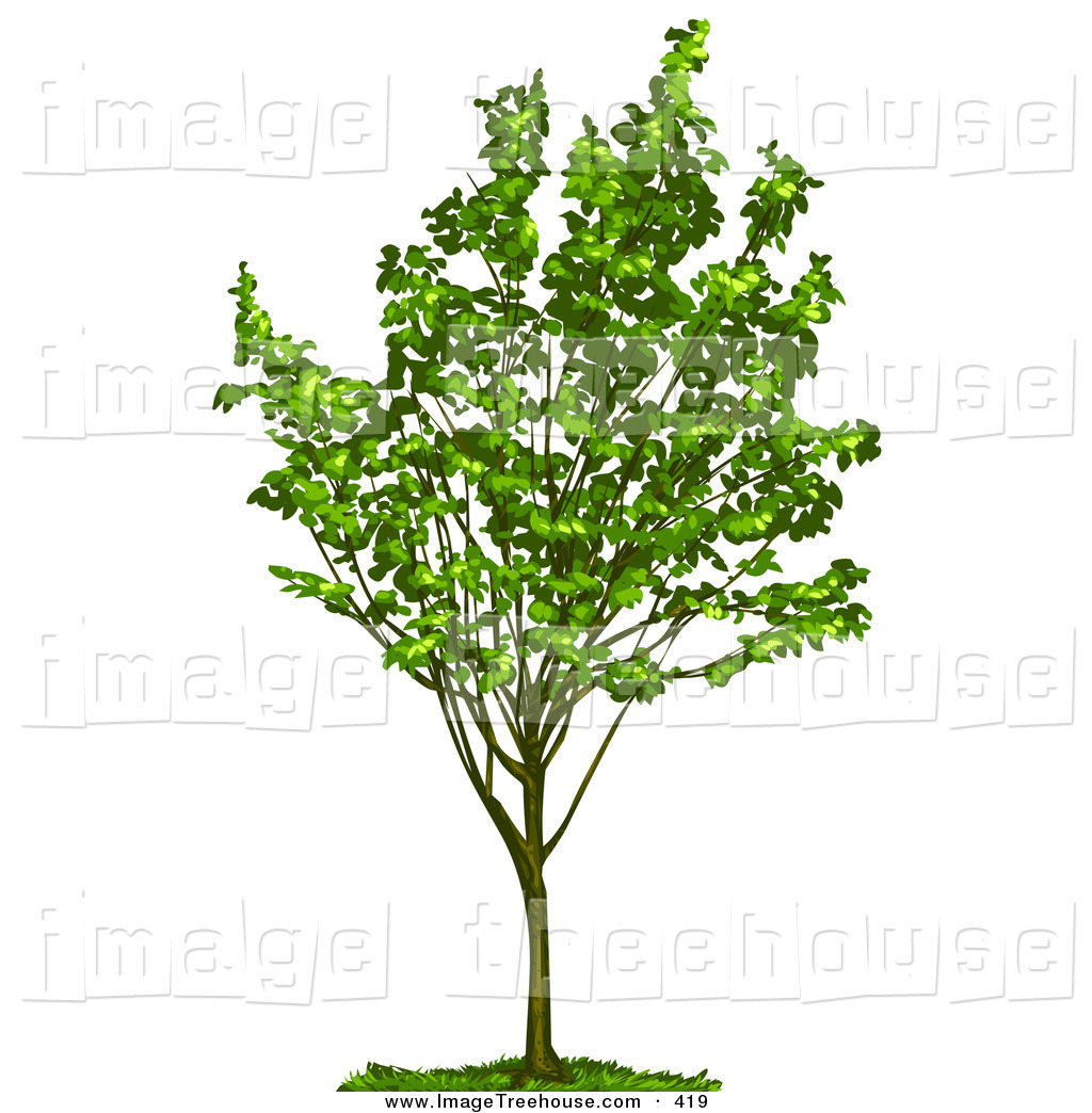 Growing Tree With Green Foliage Tree Clip Art Tonis Pan