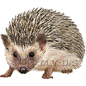 Hedgehog Clipart Graphics  Free Clip Art