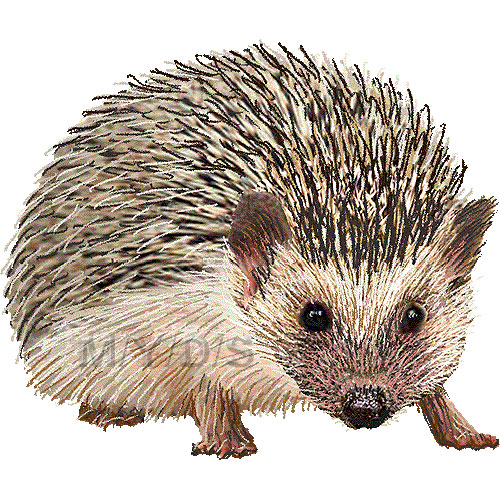 Hedgehog Clipart Graphics  Free Clip Art