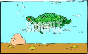 Pet Turtle In A Terrarium   Royalty Free Clipart Picture