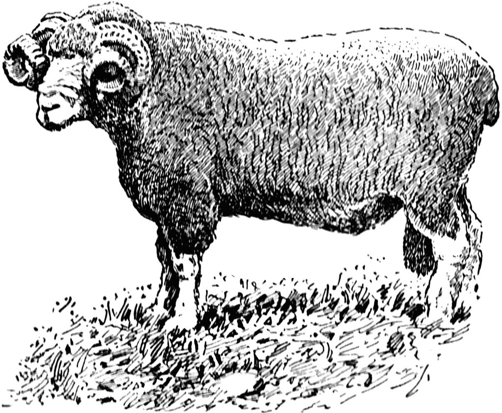 Ram Sheep Clipart Images   Pictures   Becuo